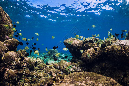 在石头底部有一群鱼的水下场景热带蓝色海洋图片