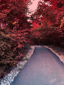 秋天的乡村小径穿过红橙黄叶子的树背景图片