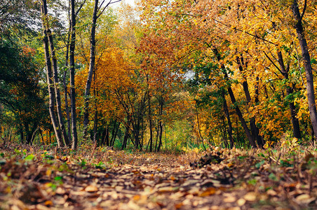 秋天阳光明媚的风景通往黄色森林的道路在阳光明媚的10月日图片