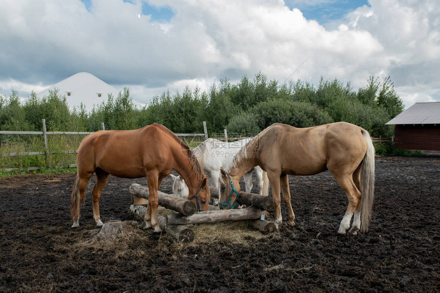 三只纯种小母马站在木槽旁夏天在牧场图片