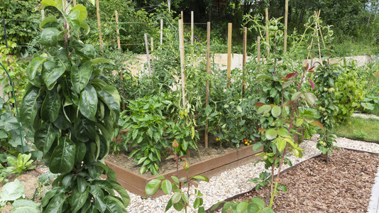 根据有机耕作原则种植番茄黄瓜辣椒胡椒卷心菜图片