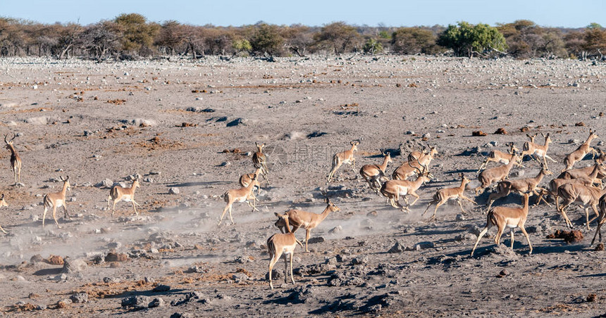 一群ImpalasAepycerosmelampus在纳米比亚Etosha公园的水坑周围神经紧图片