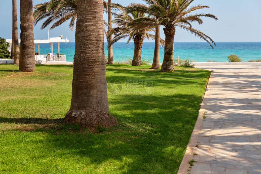 有绿色草坪和大棕榈树的小径通往蔚蓝的地中海滩图片