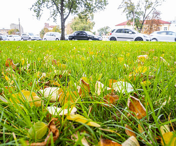 城市街道边的绿草上的秋叶背景图图片
