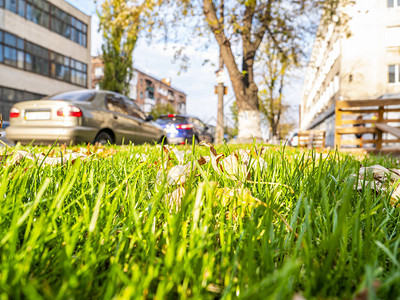 城市街道边的绿草上的秋叶背景图图片