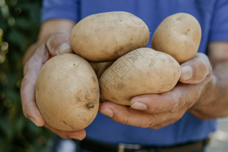农民用土豆收成的手图片