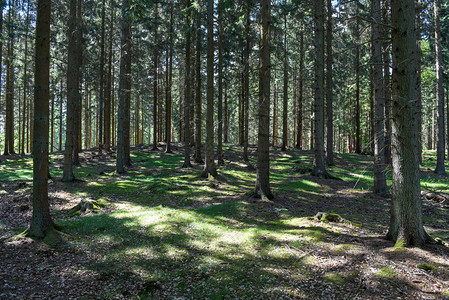 在丹麦Gribskov森林叶图片