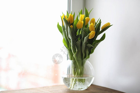 窗台上的花瓶里有一束黄色的郁金香黄色郁金香花送给女人节的礼物窗边花瓶里美背景图片