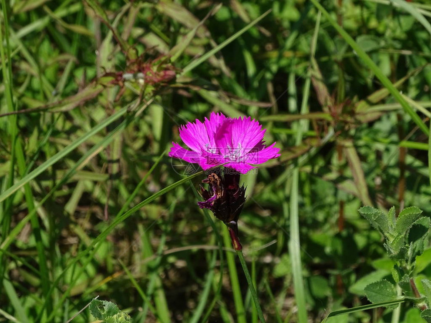 CarthusianPinkDianthuscarthuscalthusianarum的布洛阿索姆在德图片