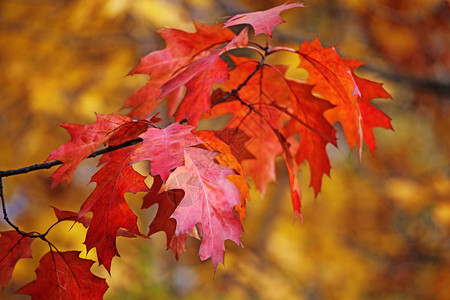 秋天枫叶树背景图片