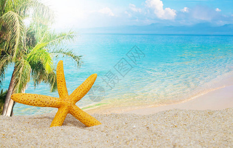 海滩上的海星与棕榈树图片