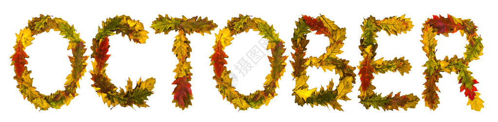 立夏创意艺术字十月由秋叶制作的文字英文字母橡树狐狸用于设计的字体自然的颜色自然拍摄秋季设计真背景