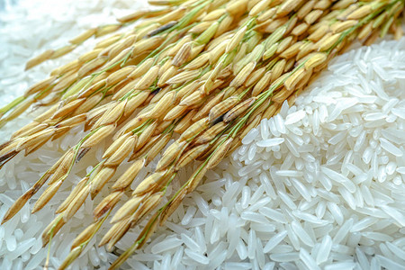来自农业场的带有金粒的茉莉花白米背景图片