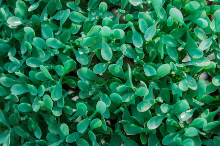 人工植物的绿色质地塑料芽图片