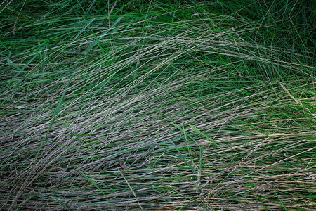 雨后草在地上秋天的草变黄了背景图片
