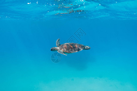 在澳大利亚大堡礁上的清洁绿水中游泳的海图片