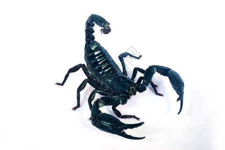 白色背景上的一只大黑蝎子图片