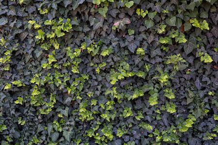 光线和深绿色常春藤的墙图片