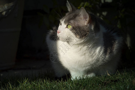 花园里有绿眼的白猫Eeuropeanwhi图片