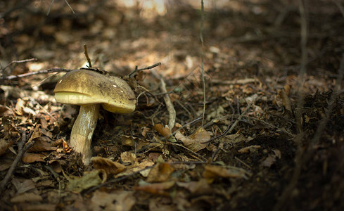 Fungus蘑菇boletus图片