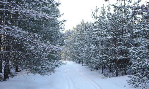 在白雪皑的森林中美丽的冬季景观美丽的圣诞树在雪堆和雪花新年和圣诞图片