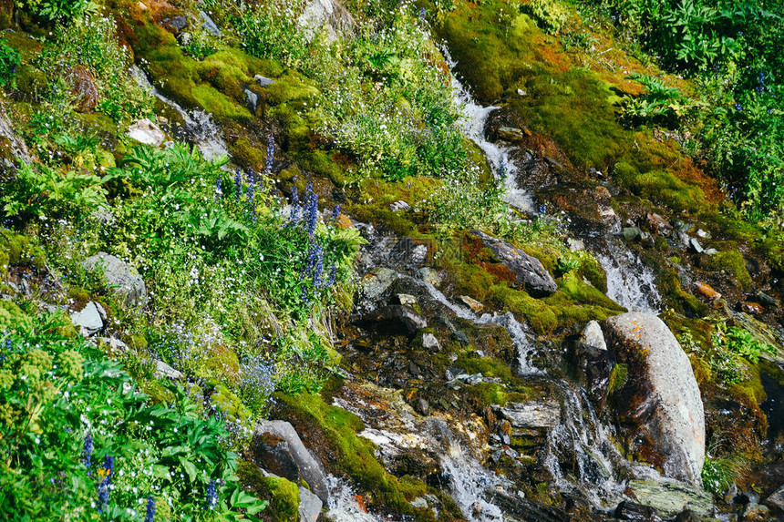 夏季日的山水流在苔草和石之间流淌图片