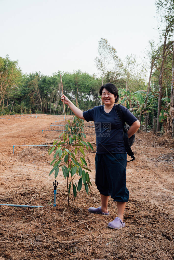 亚洲女农种植榴莲苗或榴莲树苗是泰国的水果之王图片