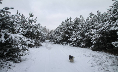 在白雪皑的森林中美丽的冬季景观美丽的圣诞树在雪堆和雪花新年和圣诞图片