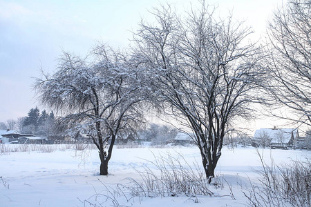 以树木和为背景的美丽冬季景观圣诞节和的心情降雪和图片