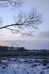 以树木和森林为背景的美丽冬季景观圣诞节和新年的心情降雪和图片