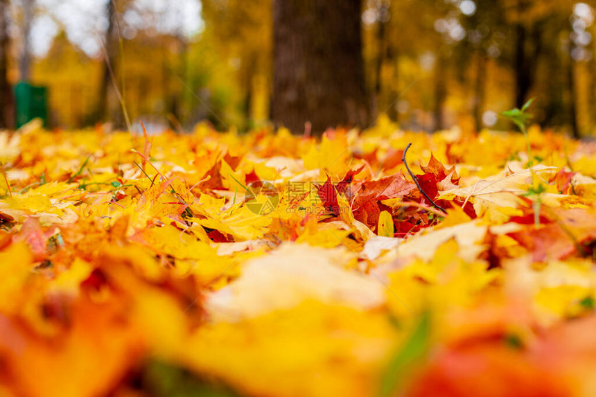 地上的黄色秋叶红色和橙色的秋叶背景户外的秋天落叶的彩色背景图像非常适合季节使用图片