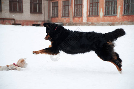 年轻的伯尔尼山狗在雪中玩具贝尔纳森南图片
