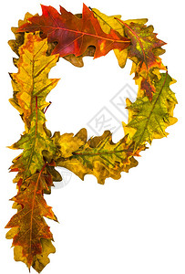 秋季班艺术字信P十月十一月由秋叶制作的英母橡树狐狸用于设计的字体自然的颜色自然拍摄秋季设计真背景