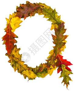 十月来看你字体设计字母Q十月十一月由秋叶制作的英母橡树狐狸用于设计的字体自然的颜色自然拍摄秋季设计真背景