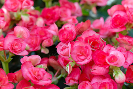 美丽的红海棠大花图片