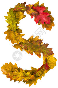 立夏创意艺术字十月十一月由秋叶制作的文字英文字母橡树狐狸用于设计的字体自然的颜色自然拍摄秋季设计真背景