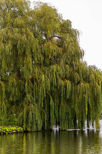 在荷兰莱顿运河附近的柳树旁图片