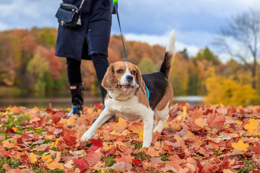 Beagle女孩白天在图片