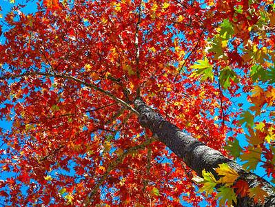仰望蓝天下充满活力的秋天梧桐树叶图片
