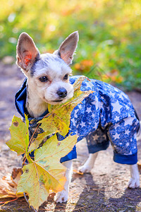 约克夏犬在秋季公园散步图片