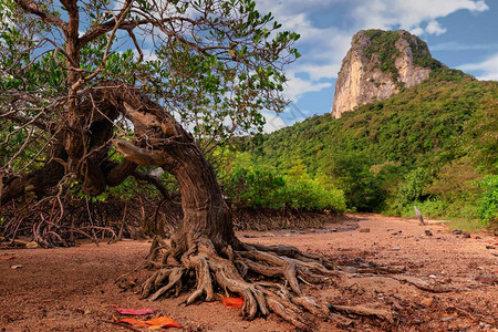泰国老弯曲的红树林图片