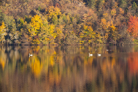 雾蒙的湖面上五彩缤纷的金色秋图片