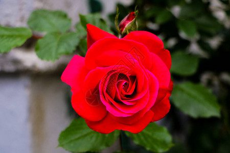 红玫瑰花朵在玫瑰花图片