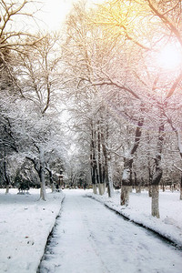 冬季公园树中图片