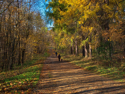 秋天公园的阳光小巷图片