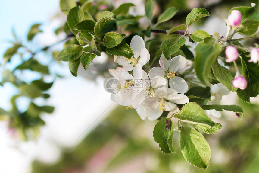 早春开花的苹果树开着鲜艳的白花图片