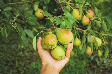 成熟的梨树果实收获园艺农业背景图片