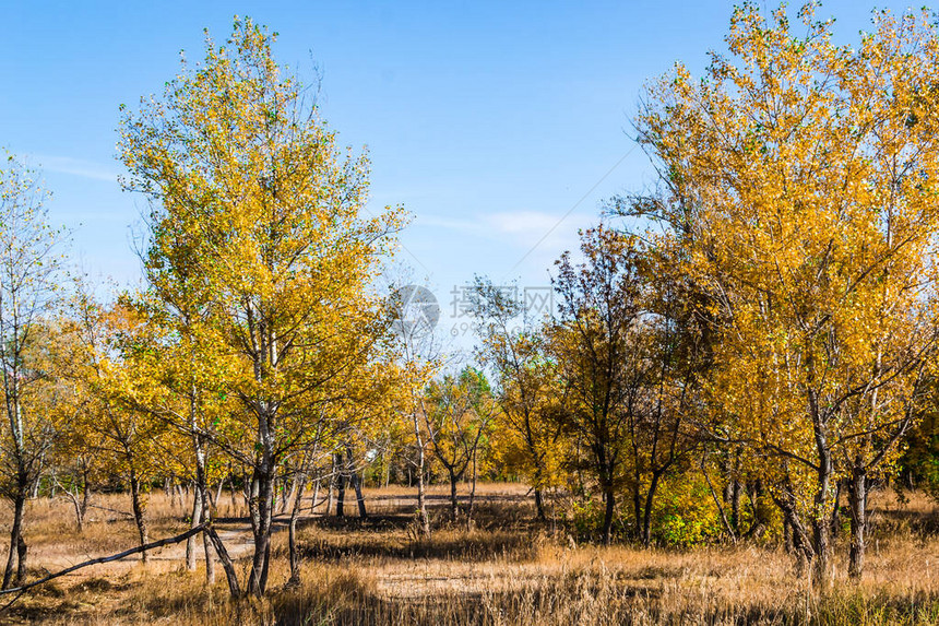 森林王国的质在俄罗斯的秋天图片