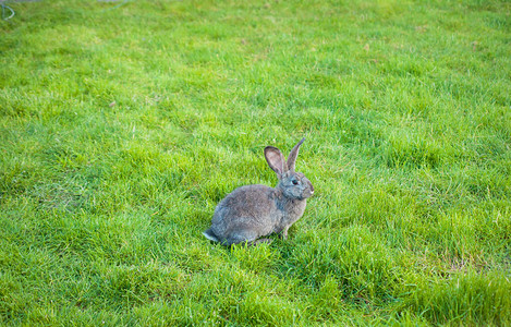 一只兔子在花园里吃草背景图片
