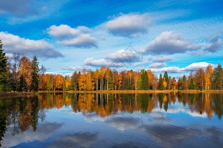 美丽的秋景湖上有一排树图片